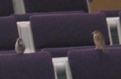 Sparrows in the airport